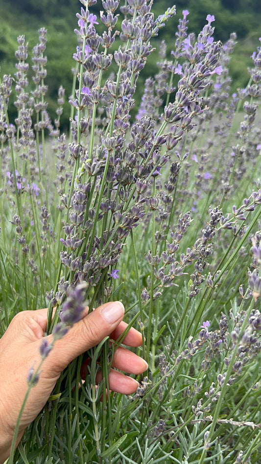 Mano che raccoglie steli di lavanda nei campi Greentosa in Val Seriana