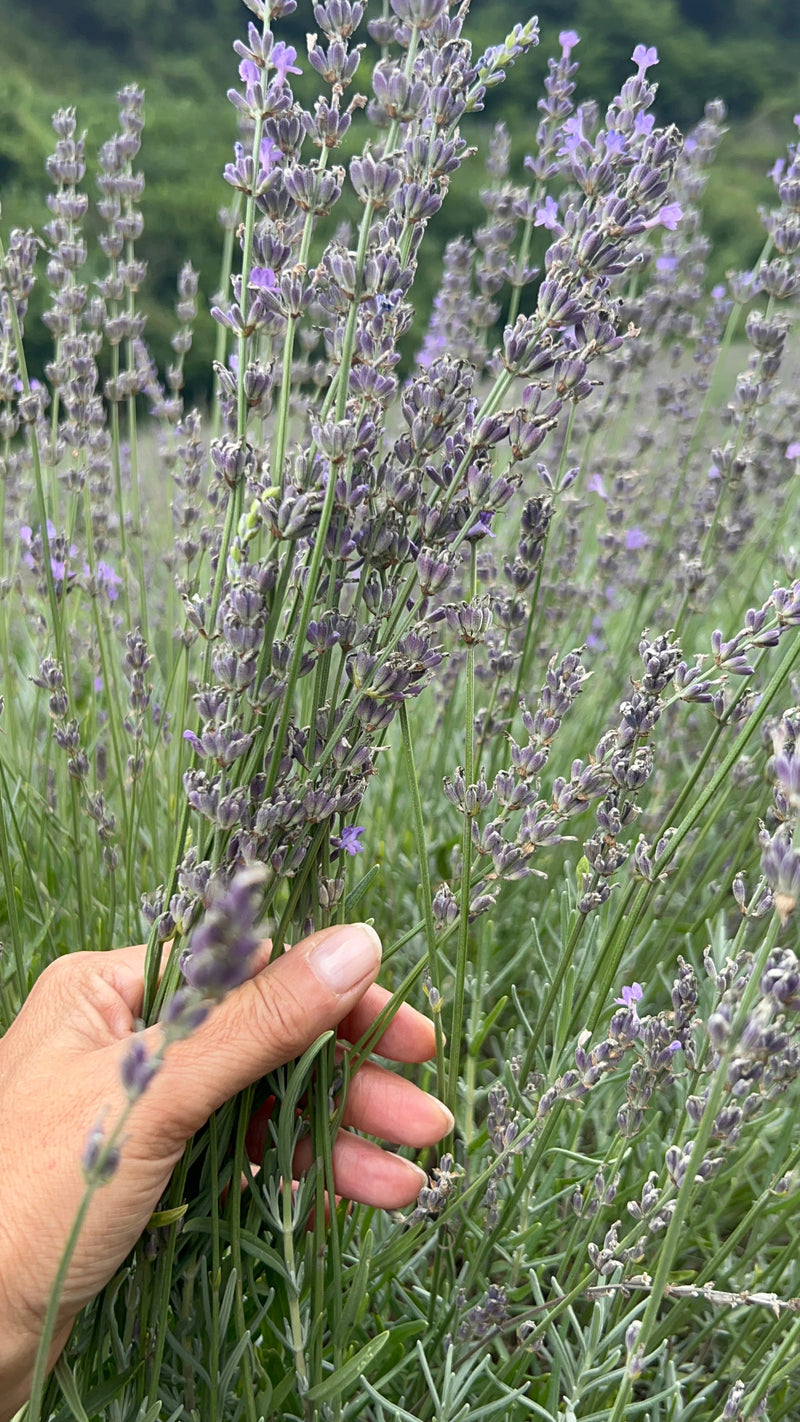 Mano che raccoglie steli di lavanda nei campi Greentosa in Val Seriana