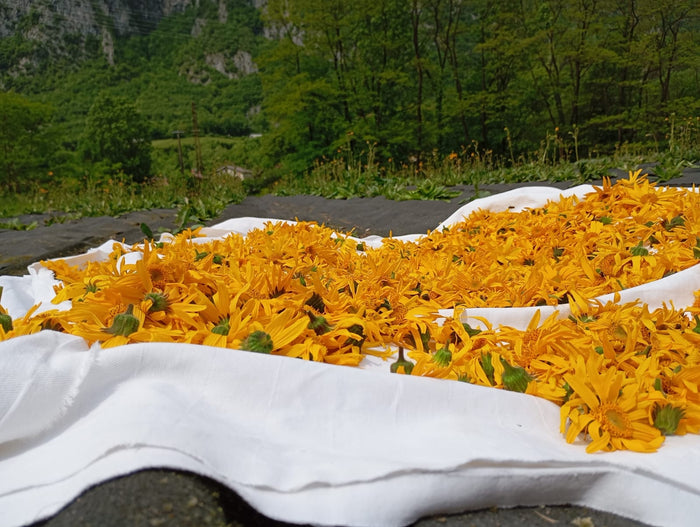 raccolta e essicazione dell' arnica