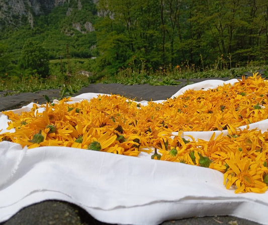 Fiori gialli di arnica montana in un prato alpino