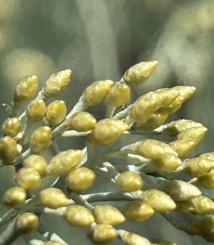 l'inizio della fioritura dell' elicriso