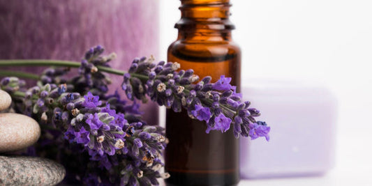 olio essenziale di lavanda
