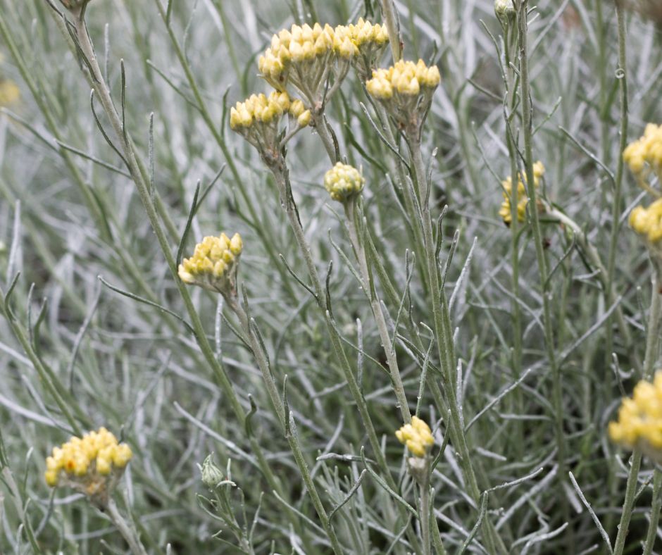 Campo di elicriso in fiore con fiori gialli dorati