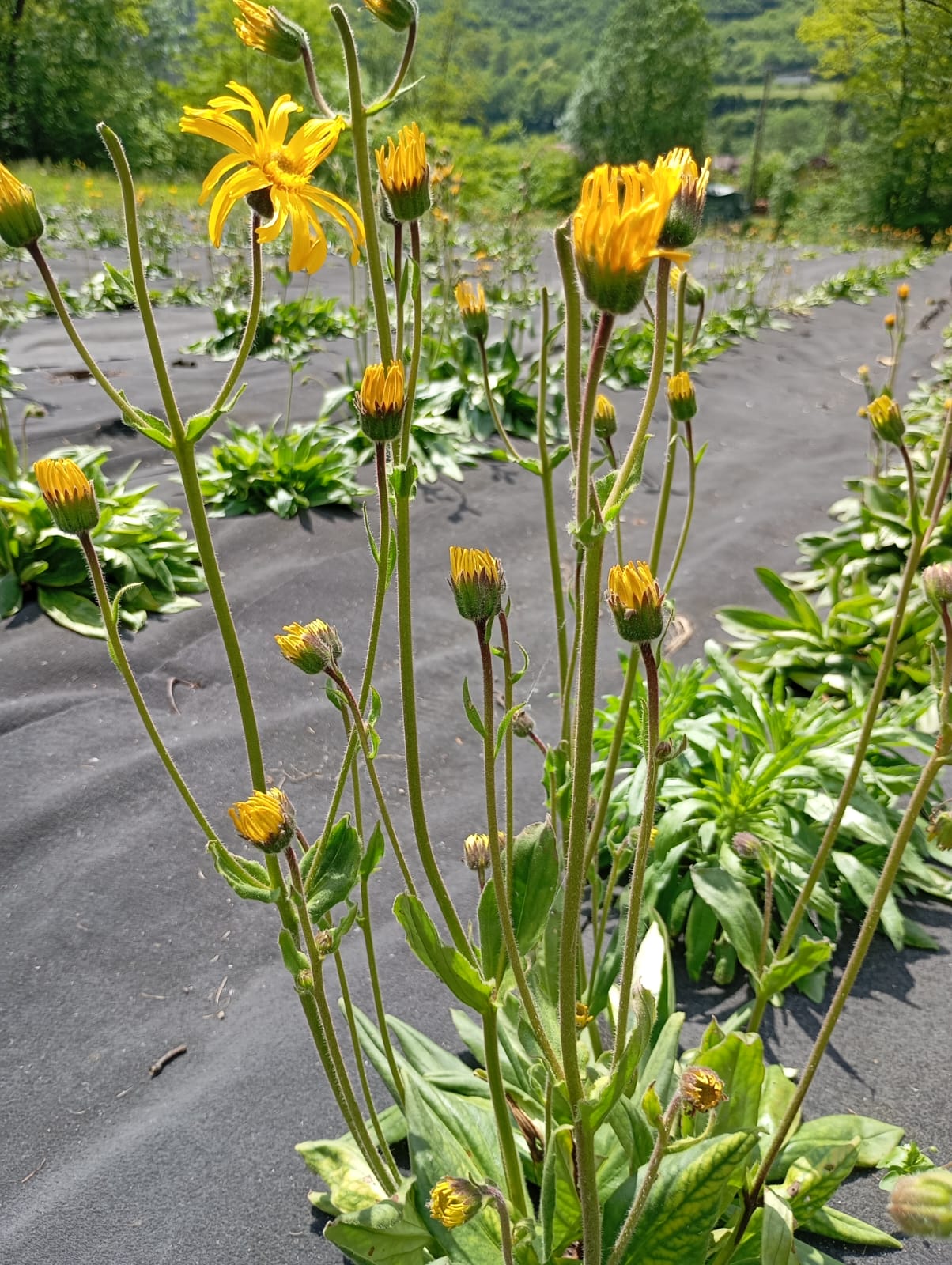Fiori di arnica montana per cosmetici naturali