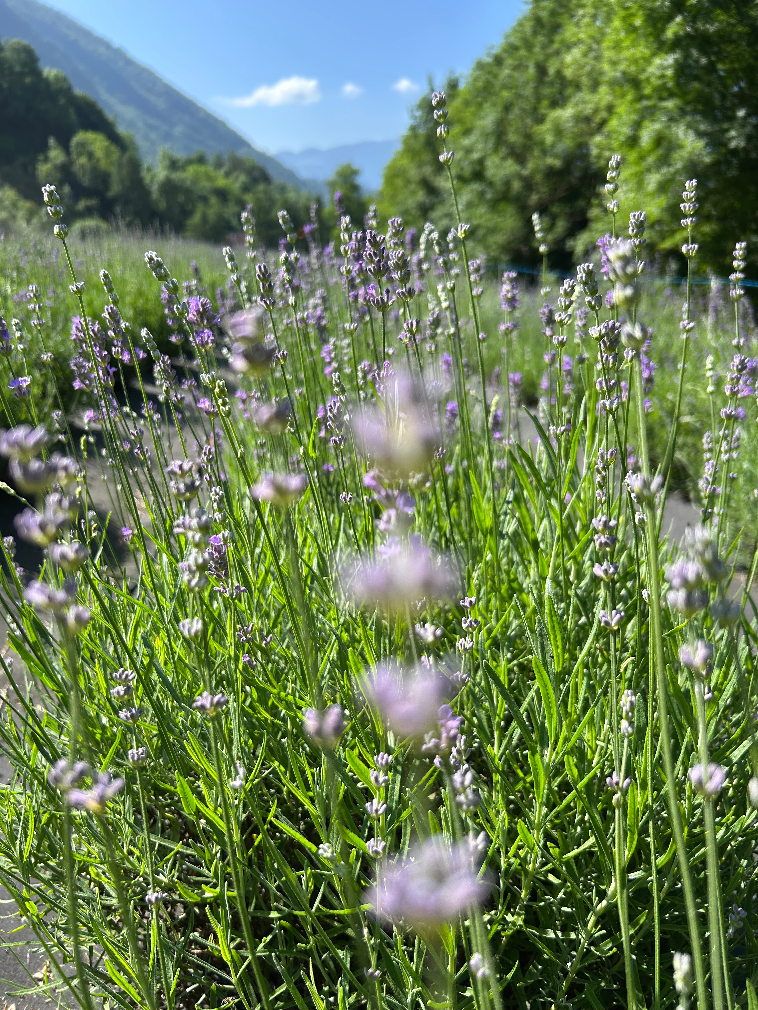 Coltivazione sostenibile di lavanda per cosmetica naturale Greentosa