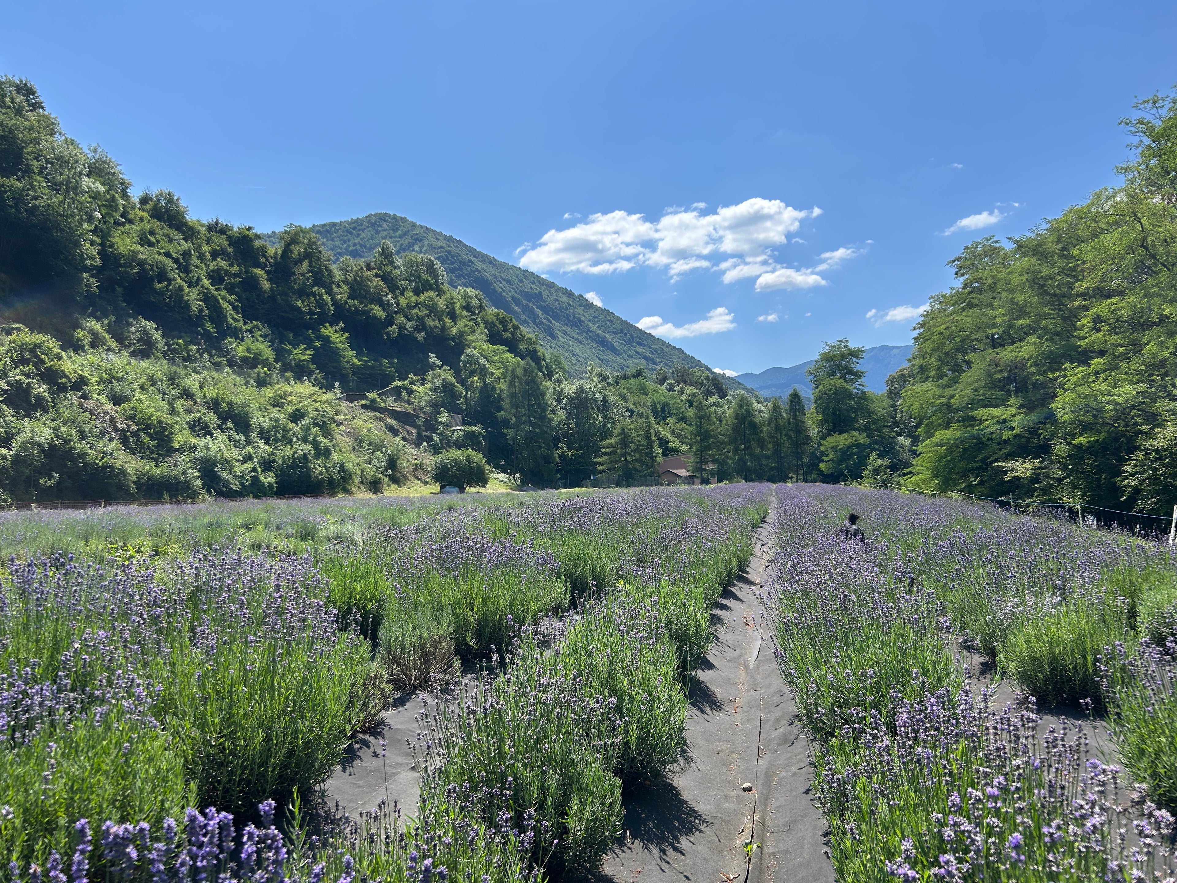 "Campo di lavanda coltivata biologicamente da Greentosa"