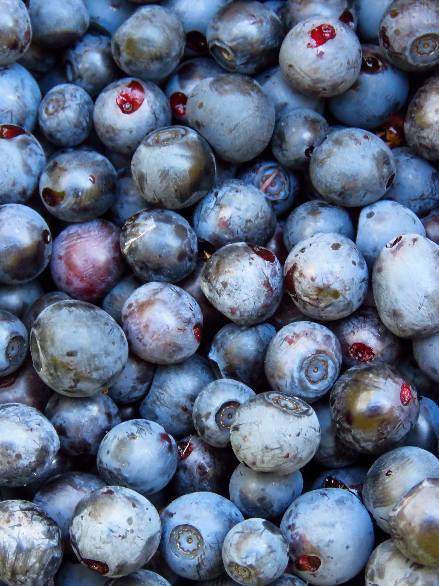Mirtilli freschi ingrediente antiossidante naturale