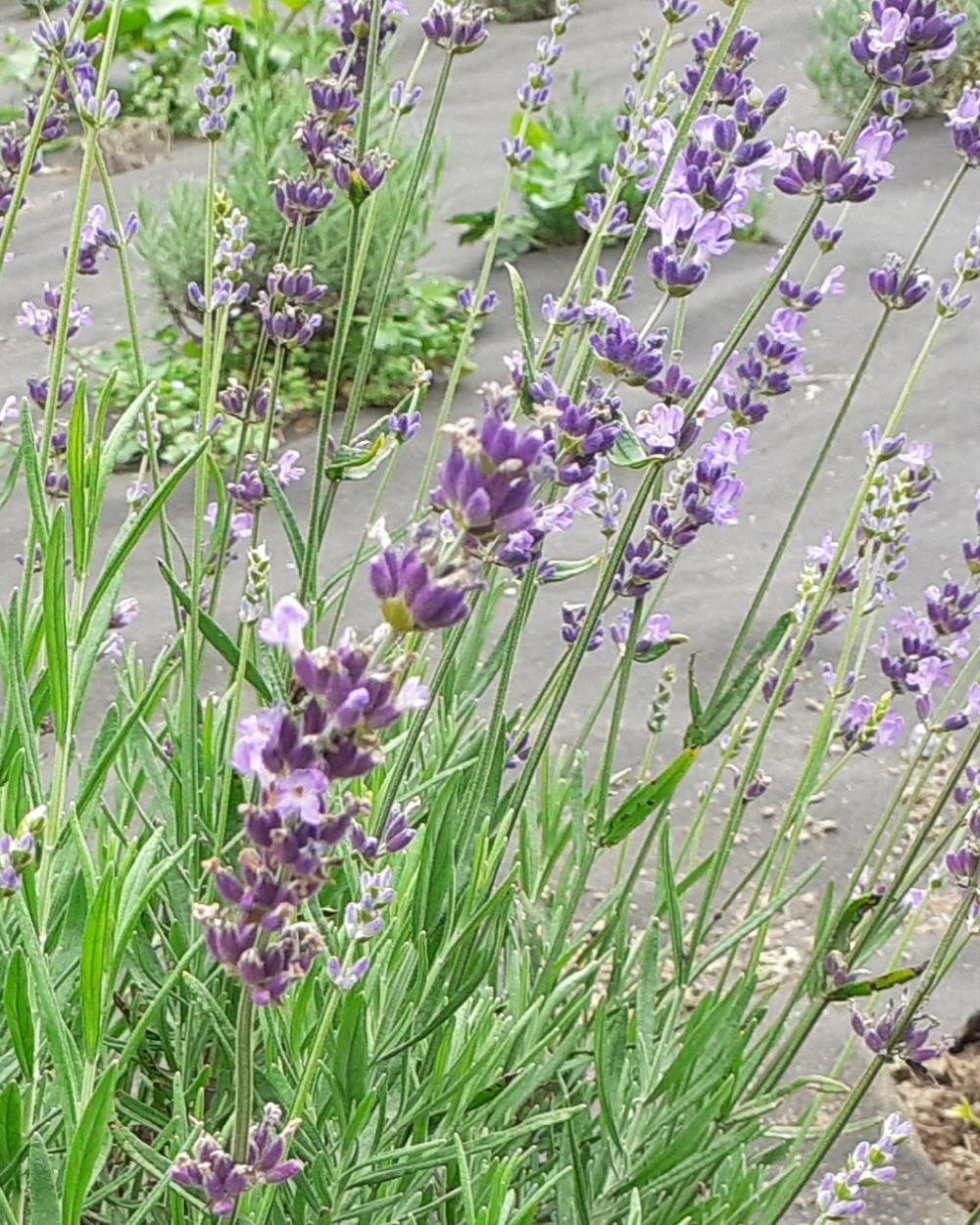 Lavanda biologica coltivata nei campi Greentosa